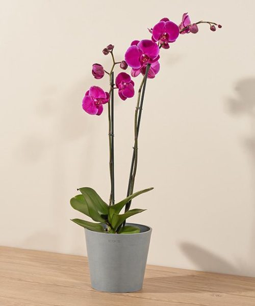 5. Farmer's Choice Orchid